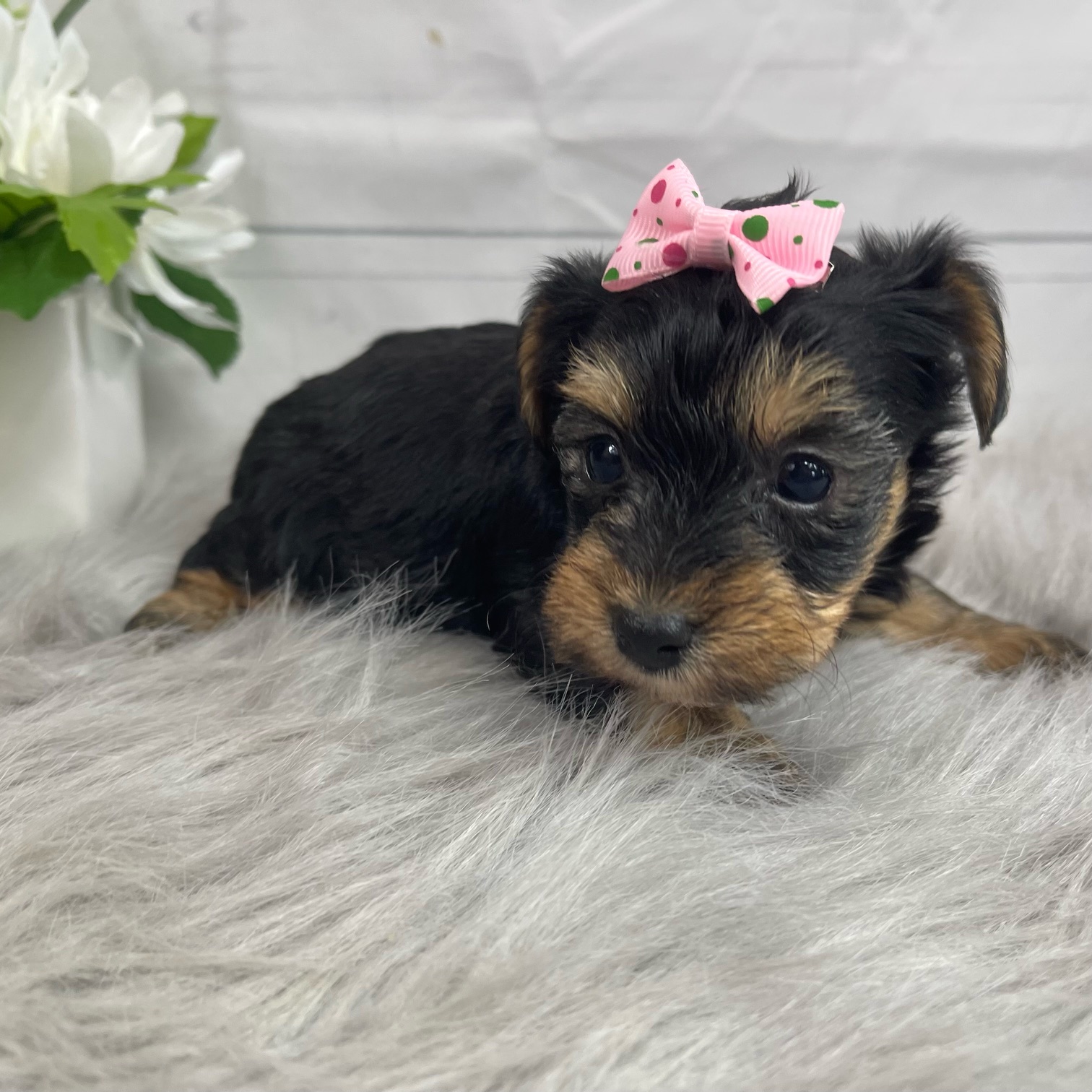 puppy, for, sale, Yorkiepoo, Alisa  Breedlove, dog, breeder, Waynesville, MO, dog-breeder, puppy-for-sale, forsale, nearby, find, puppyfind, locator, puppylocator, aca